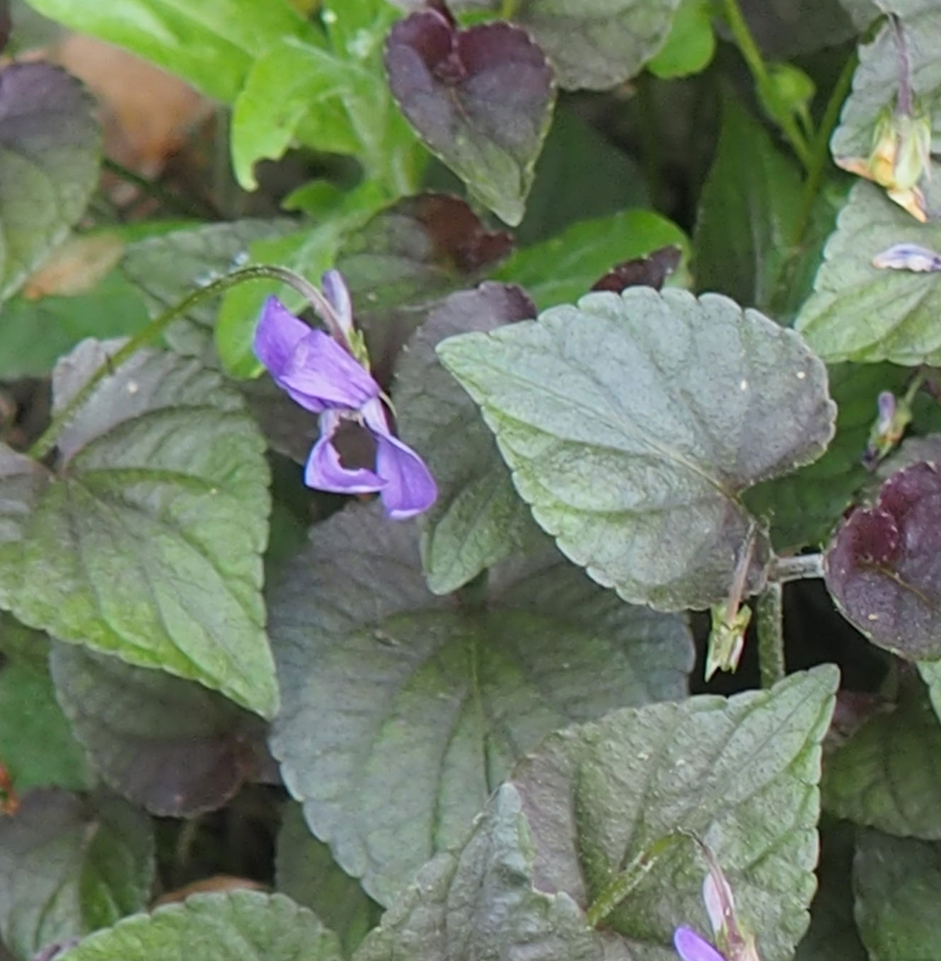 Viola labradorica