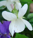 Viola odorata f. albiflora