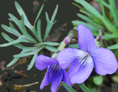 Viola pedatifida