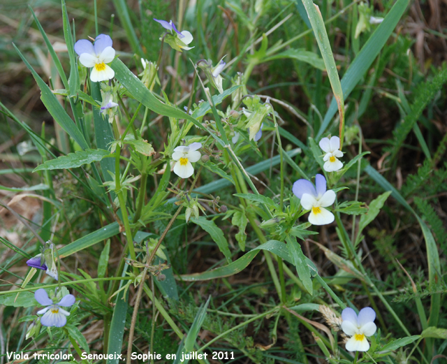 Viola tricolor