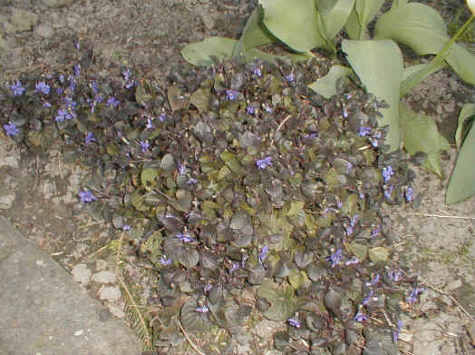 Viola labradorica