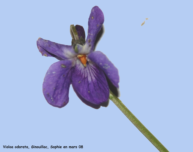 Viola odorata