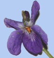 Viola odorata