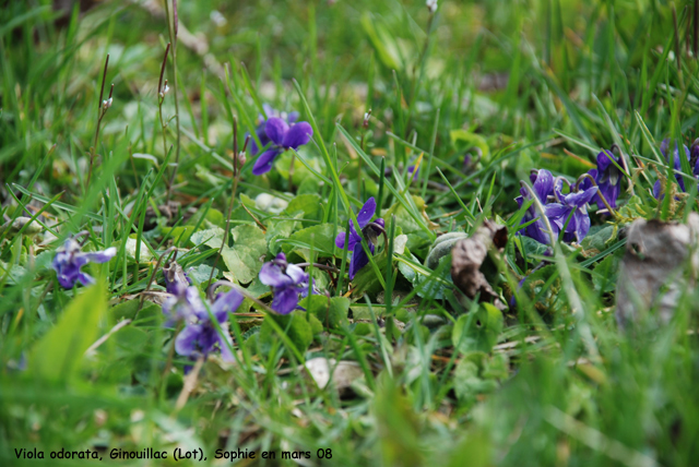 Viola odorata