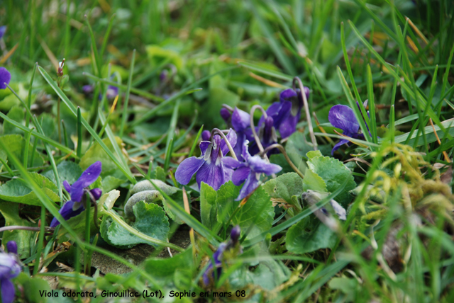 Viola odorata