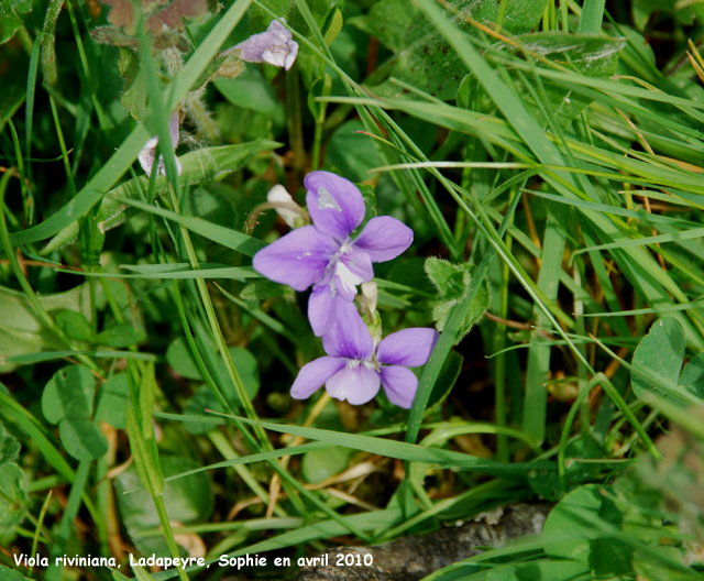 Viola riviniana