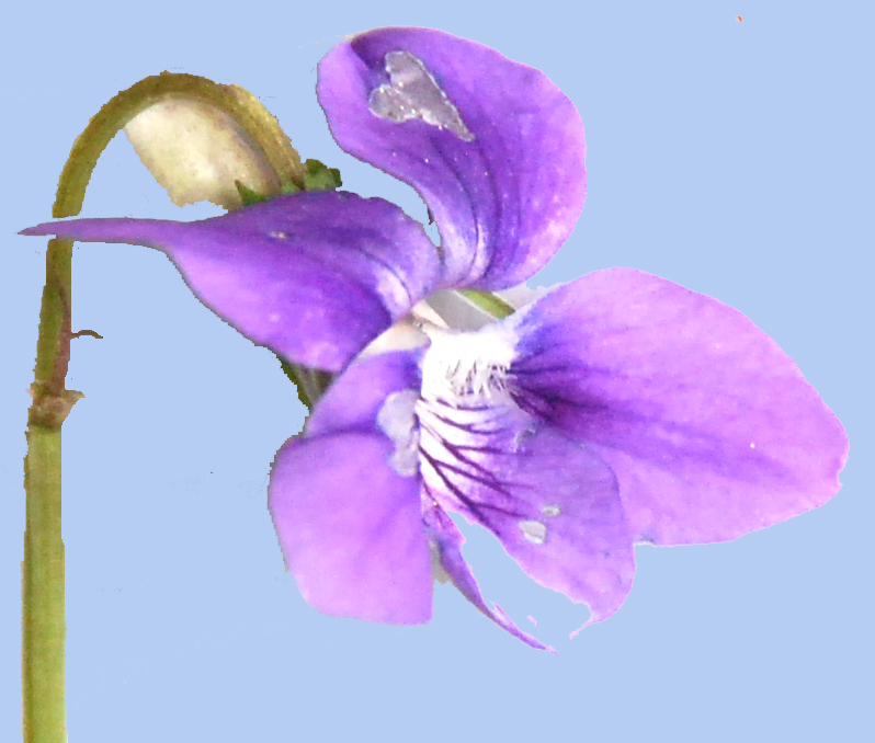 Viola riviniana