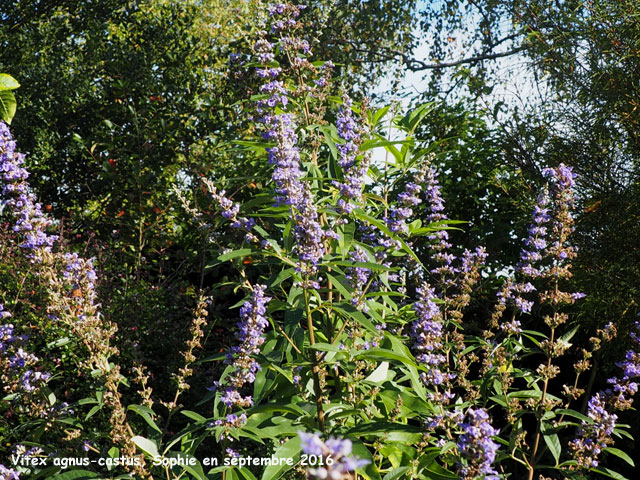 Vitex agnus-castus