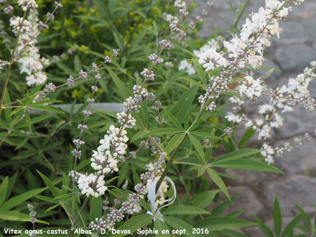 Vitex agnus-castus 'Albus'