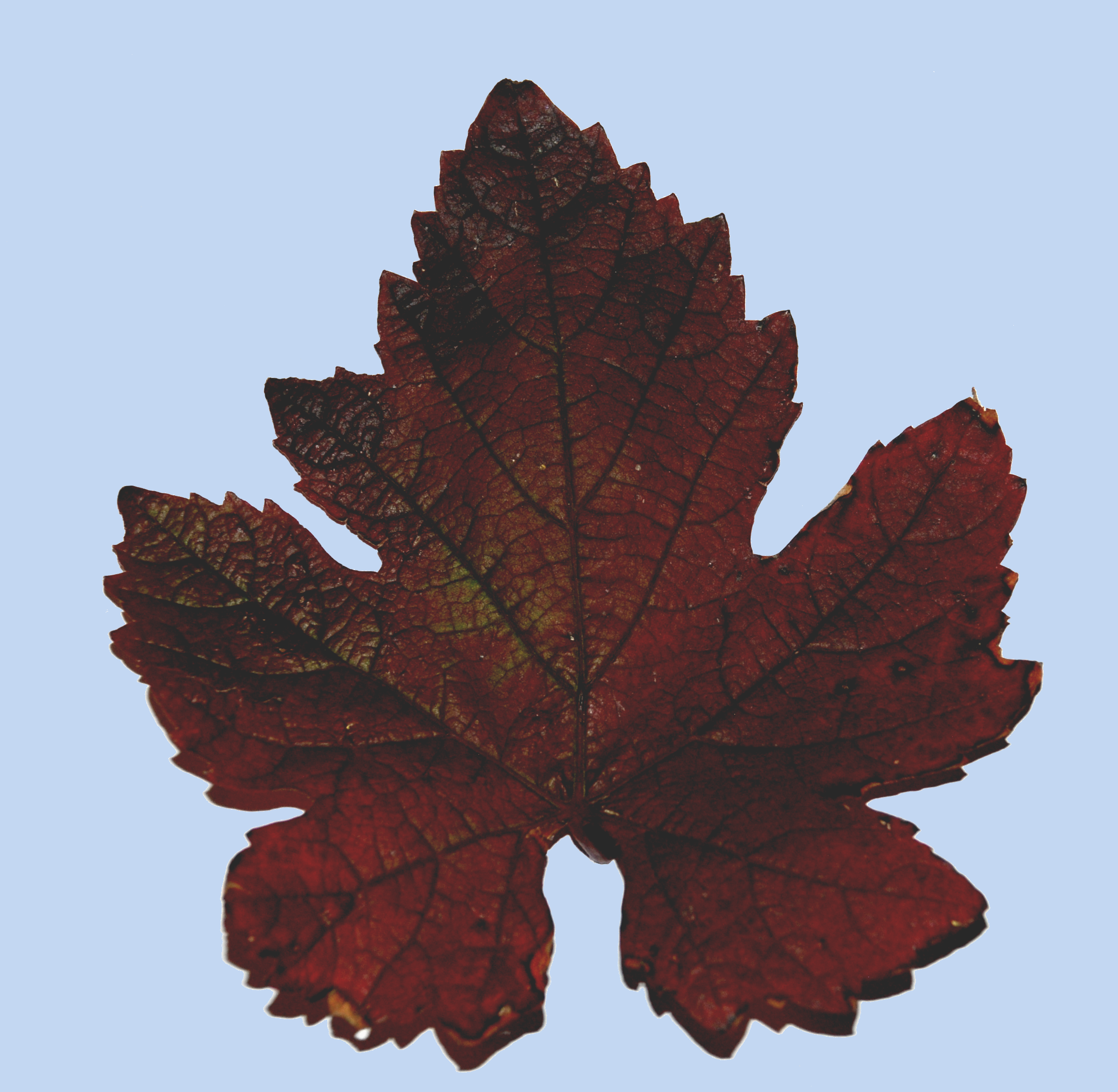 Vitis vinifera 'Purpurea'