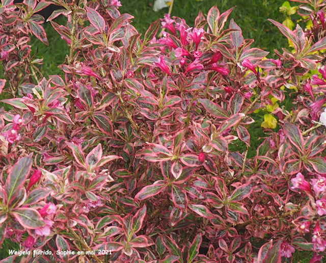 Weigela florida 'Monet'