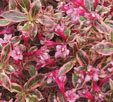 Weigela subsessilis 'Canary'