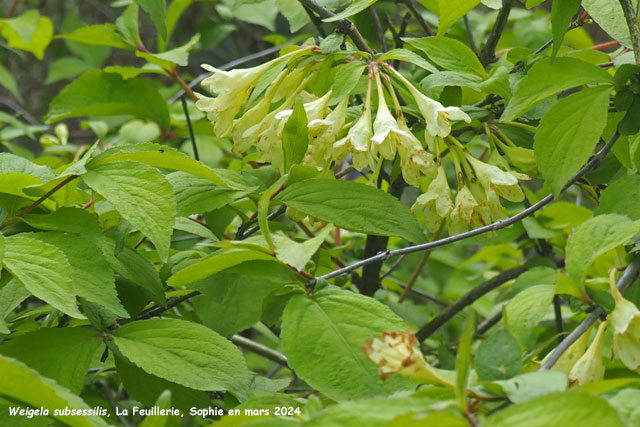 Weigela subsessilis