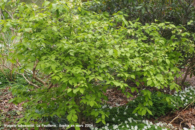 Weigela subsessilis