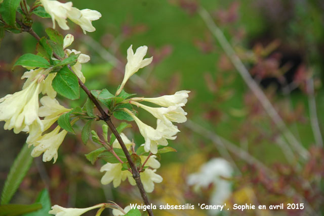 Weigela subsessilis 'Canary'