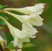 Weigela subsessilis 'Canary'