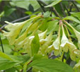 Weigela subsessilis