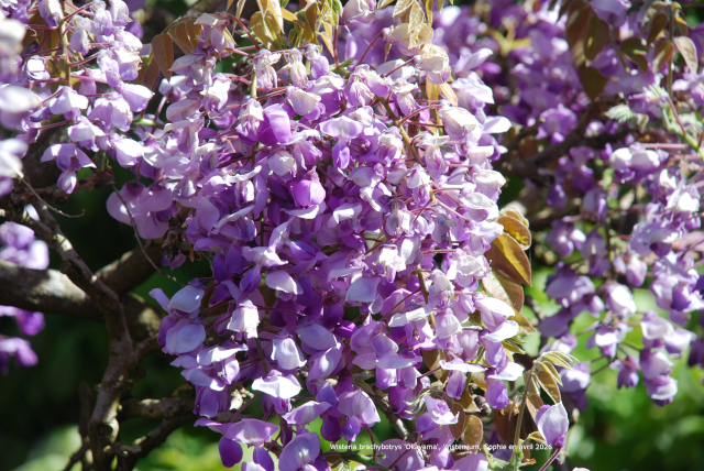 Wisteria brachybotrys 'Okayama'