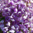 Wisteria brachybotrys 'Okayama