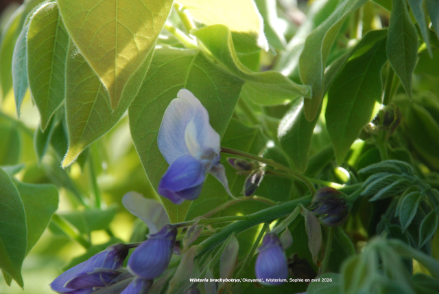 Wisteria brachybotrys 'Okayama'