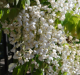 Wisteria brachybotrys f. albiflora 'Shiro-Kapitan