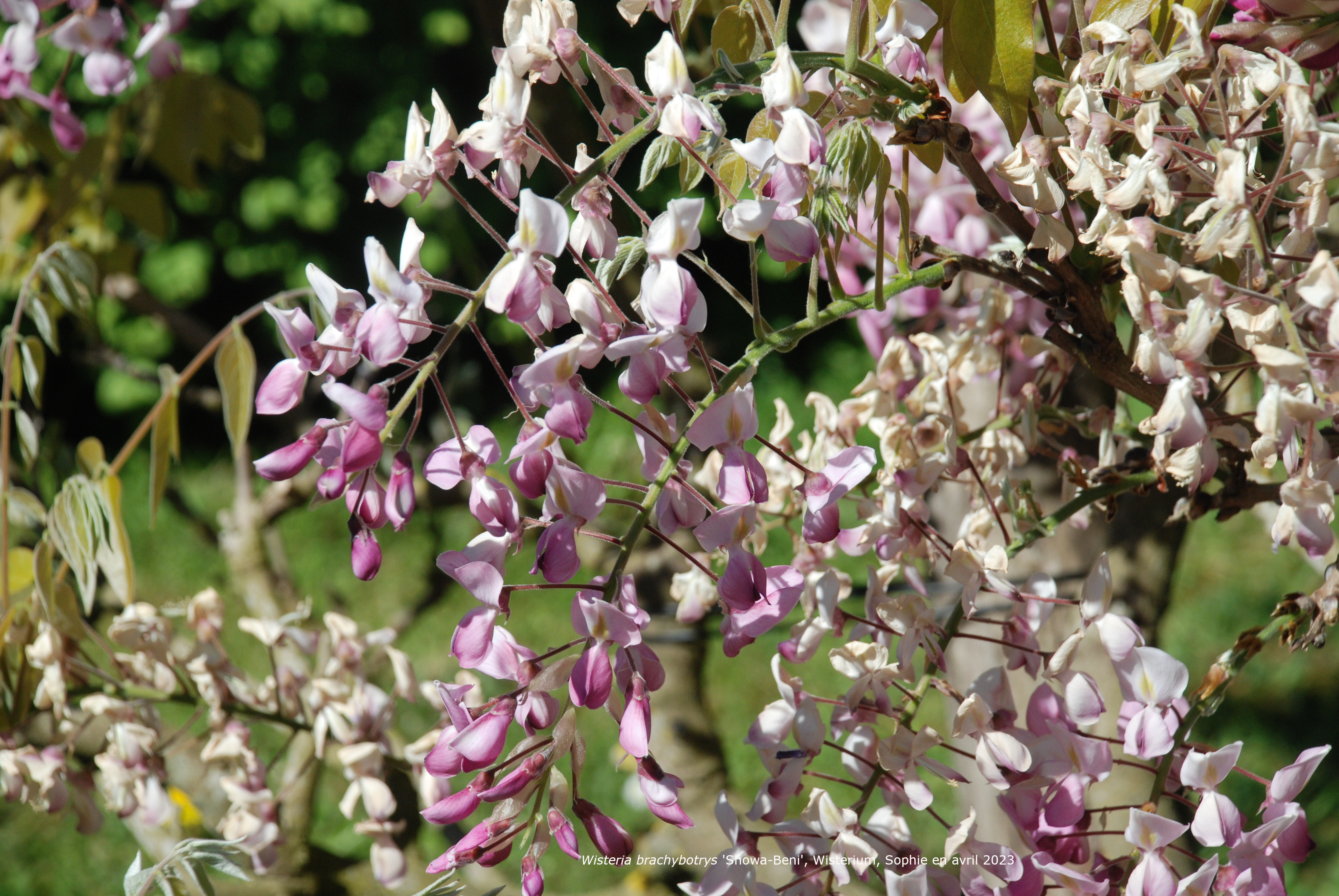 Wisteria brachybotrys 'Showa-beni'