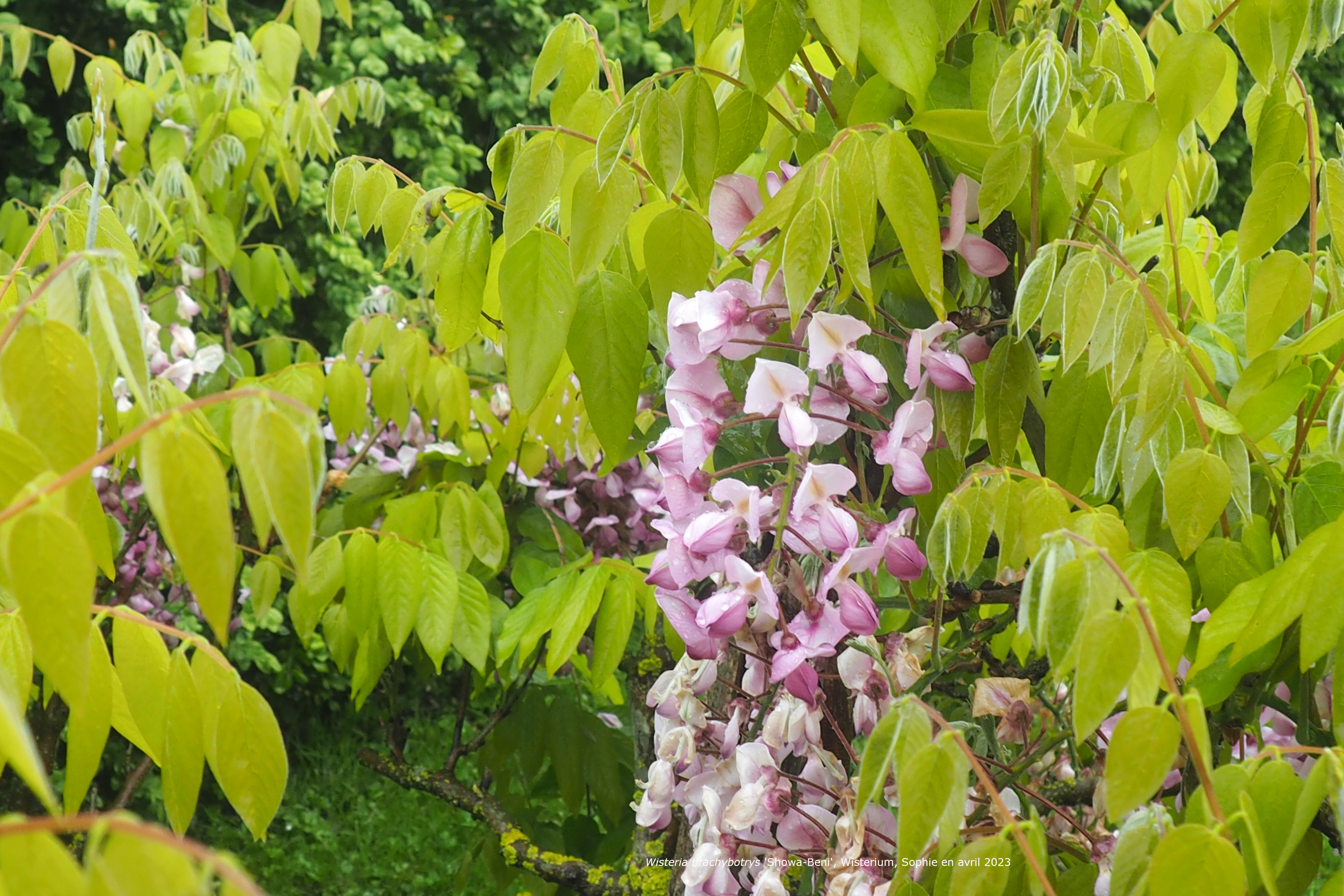 Wisteria brachybotrys 'Showa-beni'
