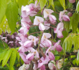 Wisteria brachybotrys 'Showa-beni'