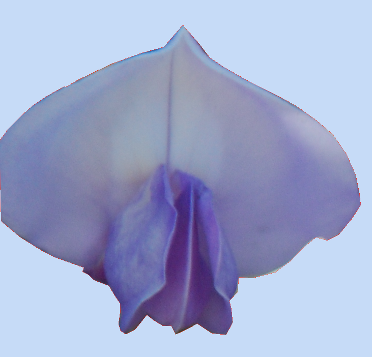 fleur de Wisteria