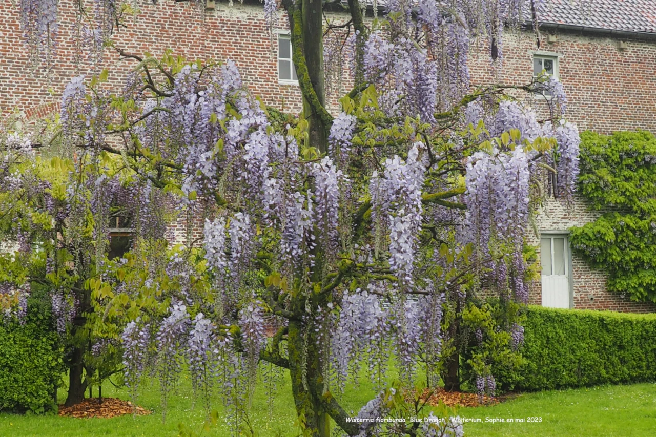 Wisteria floribunda 'Blue Dream'