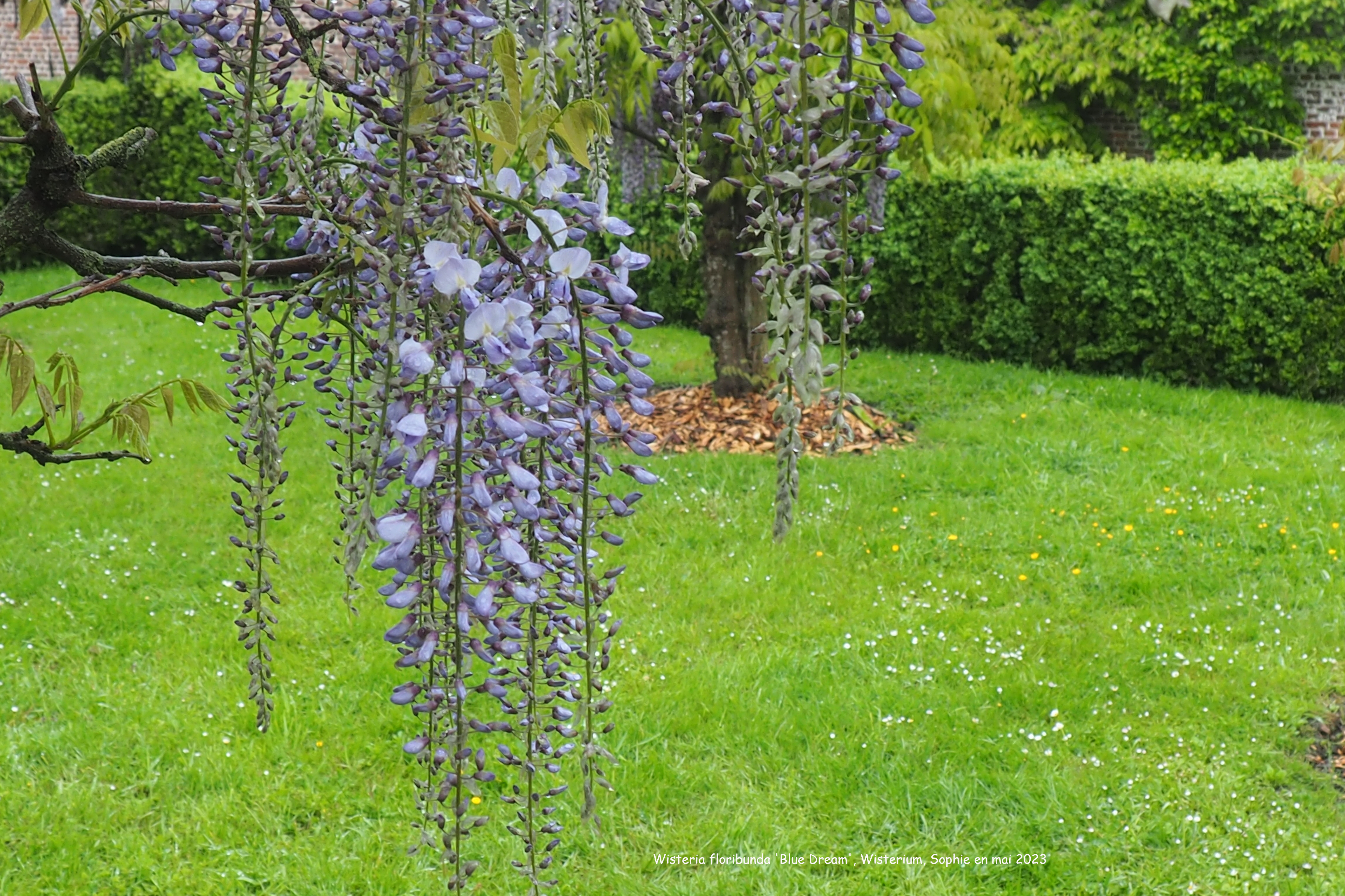 Wisteria floribunda 'Blue Dream'