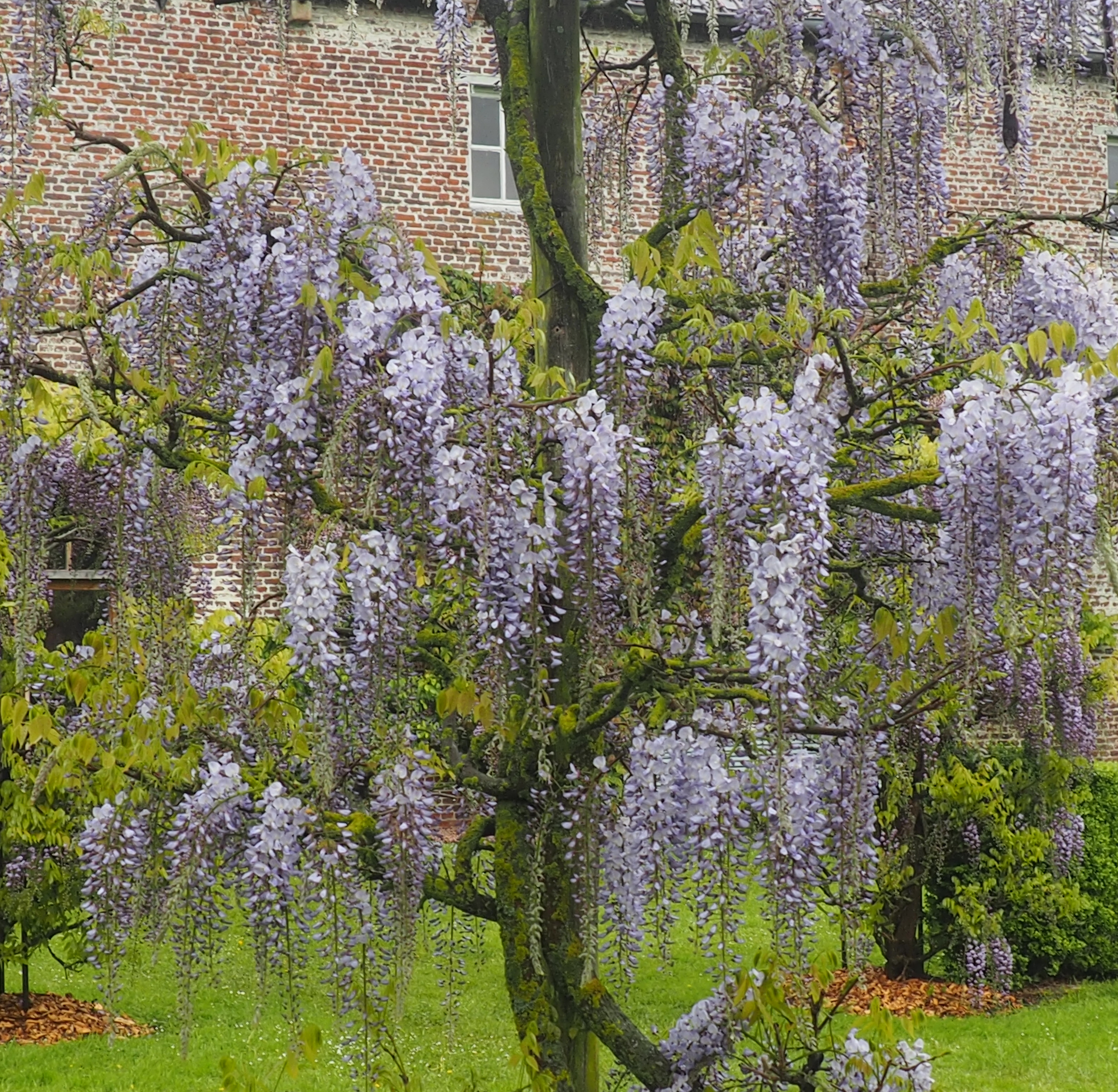 Wisteria floribunda 'B>lue Dream'