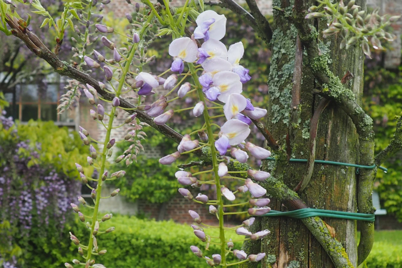 Wisteria floribunda 'checkerboard'
