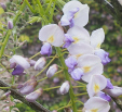 Wisteria floribunda 'Blue Dream'