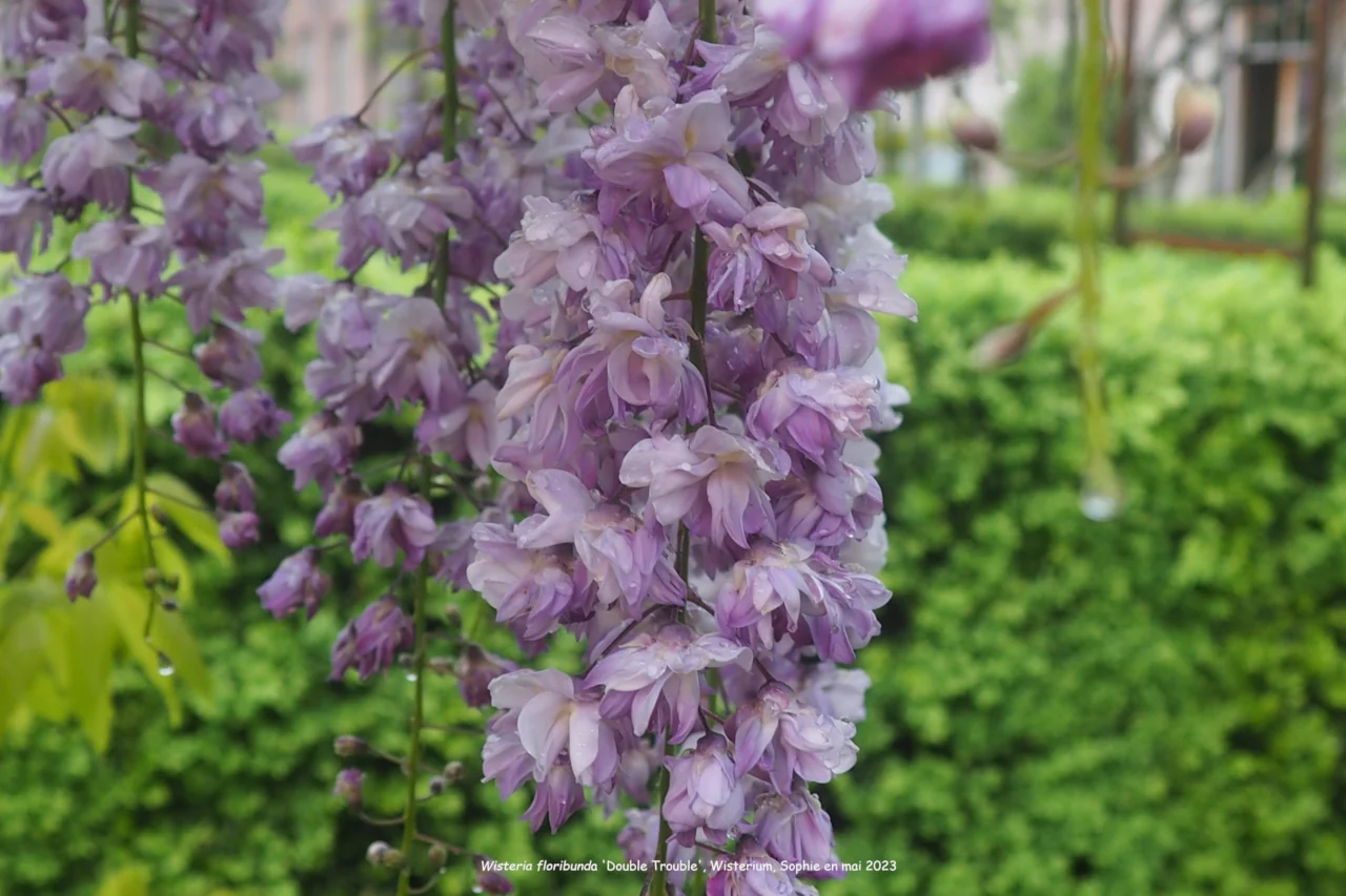 Wisteria floribunda 'Double Trouble'