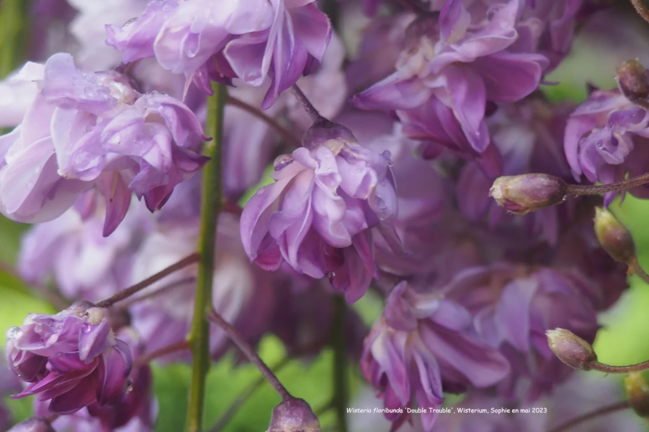Wisteria floribunda 'Double Trouble'