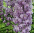 Wisteria floribunda 'Double Trouble'