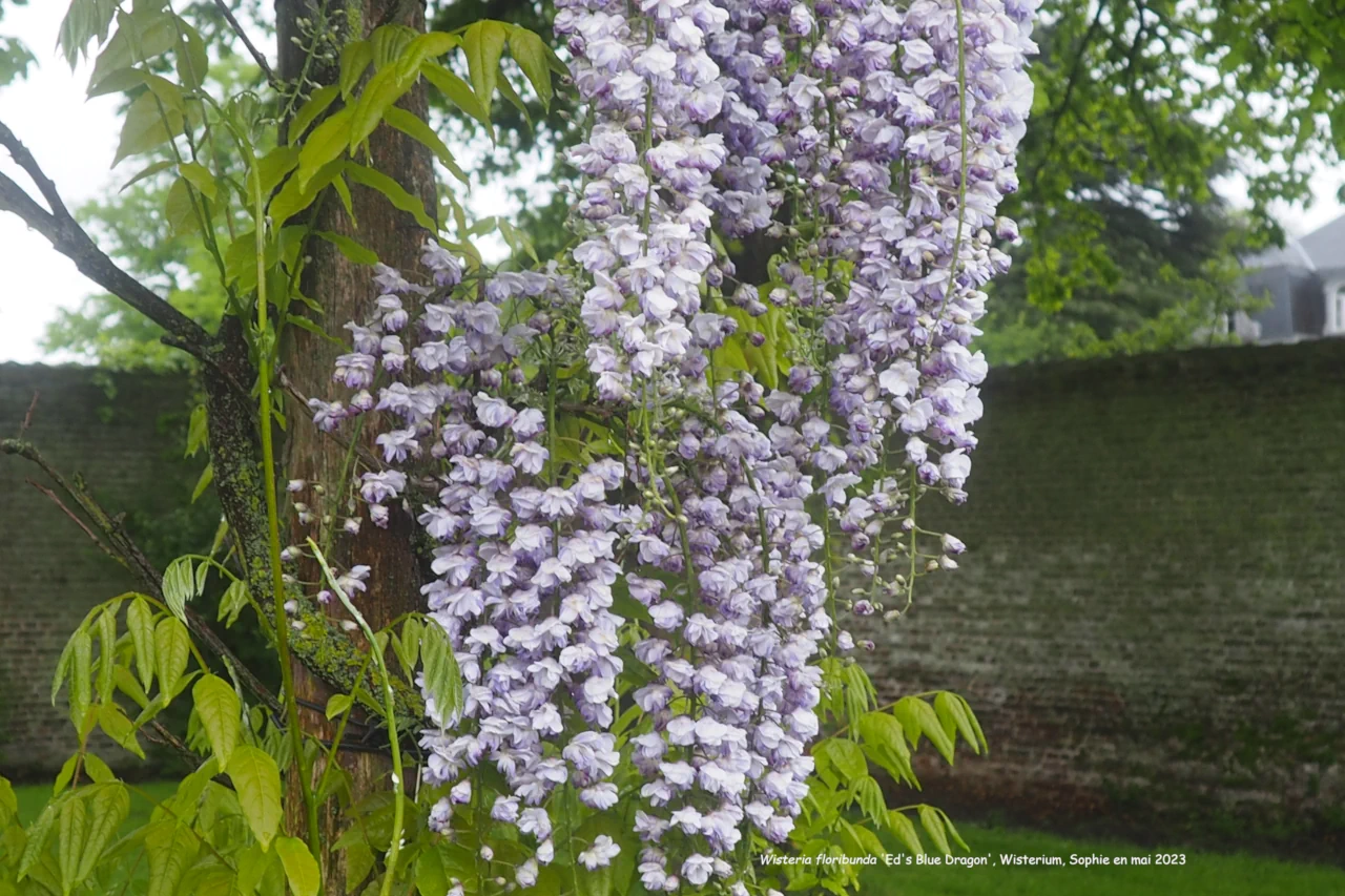 Wisteria floribunda 'Ed's Blue Dragon