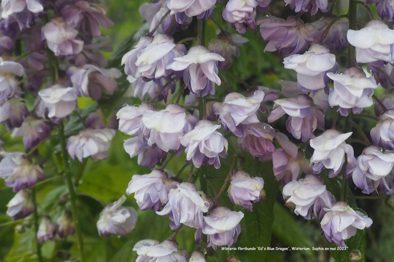 Wisteria floribunda 'Ed's Blue Dragon