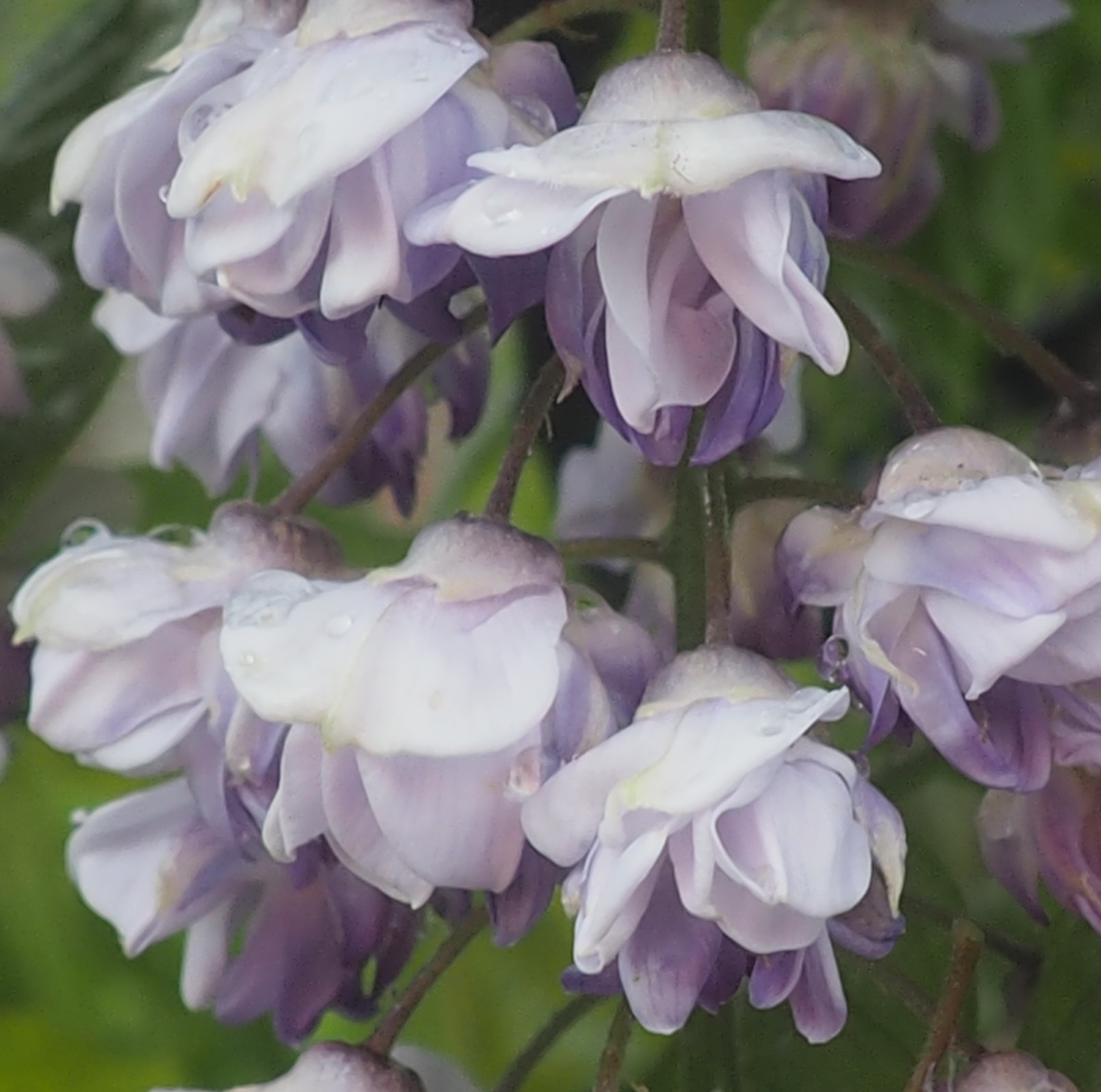 Wisteria floribunda 'Ed's Blue Dragon