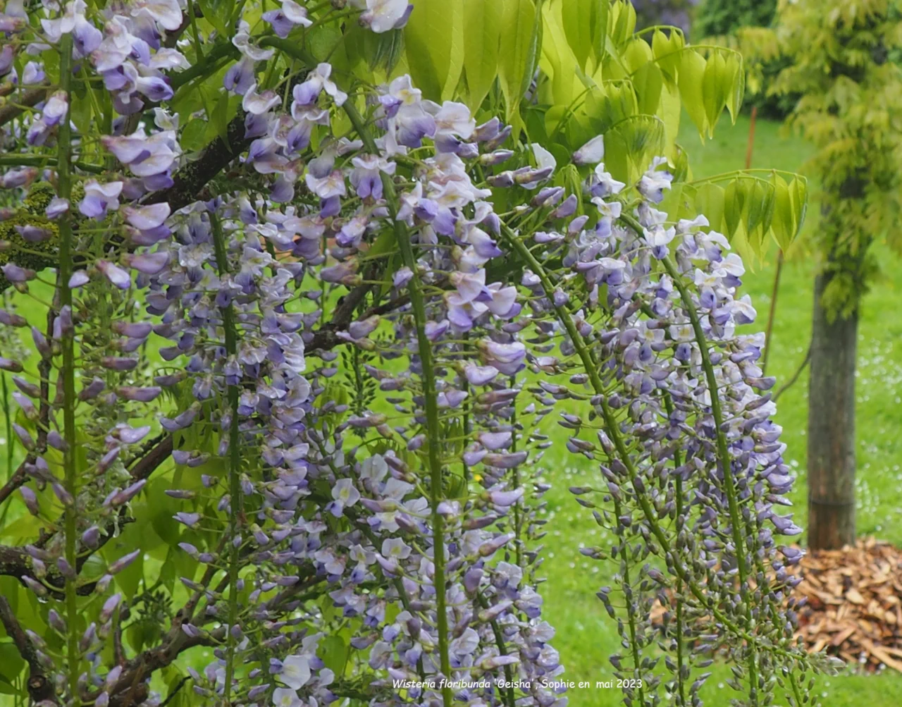 Wisteria floribunda 'geisha'