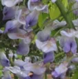 Wisteria floribunda 'Geisha'