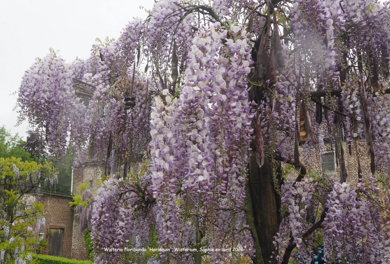 Wisteria floribunda 'Harlequin'