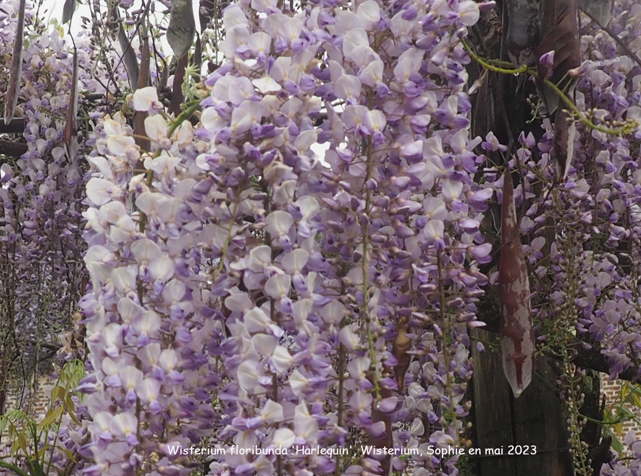 Wisteria floribunda 'Harlequin'