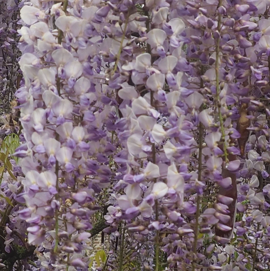 Wisteria floribunda 'Geisha'