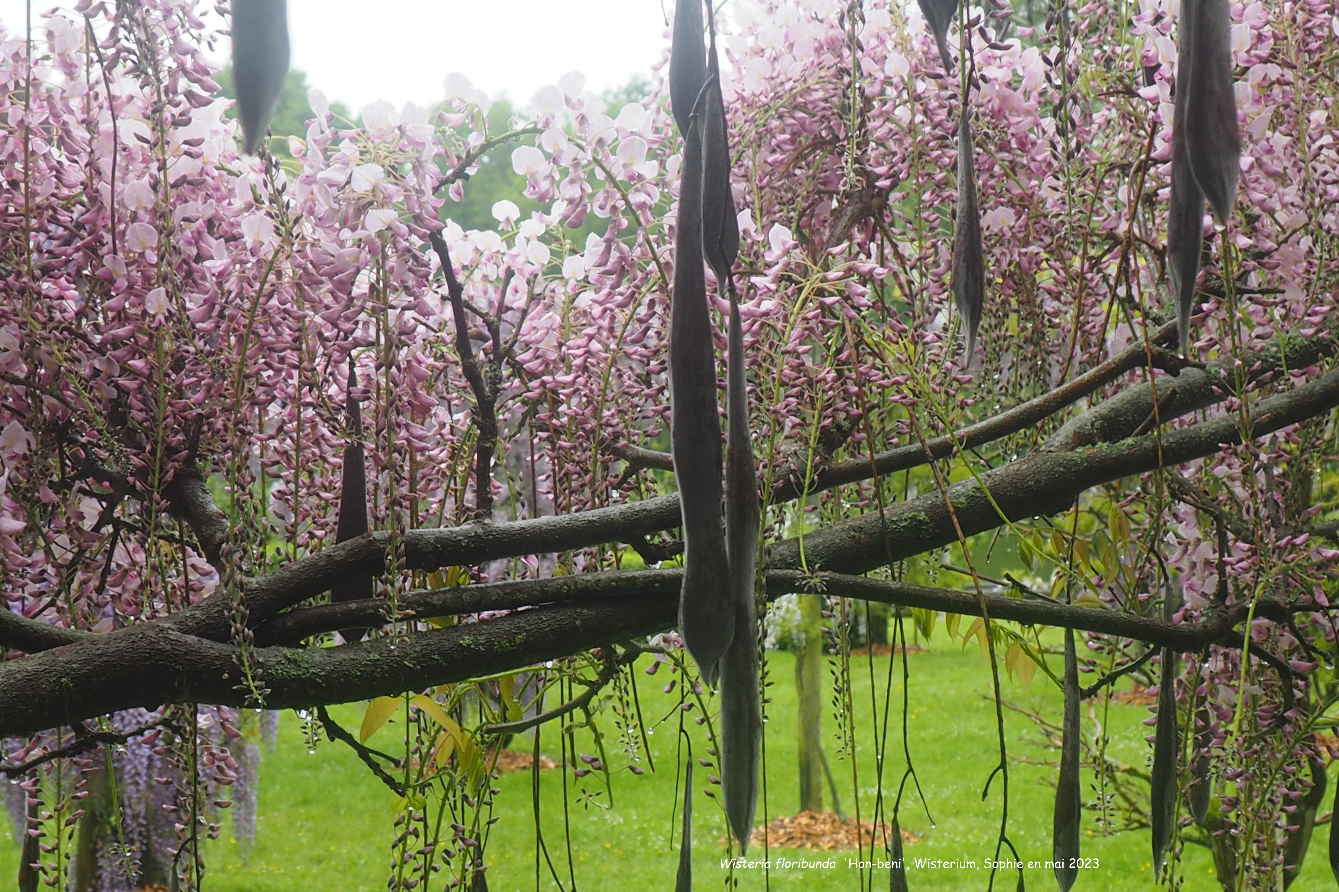 Wisteria floribunda 'Hon-beni'