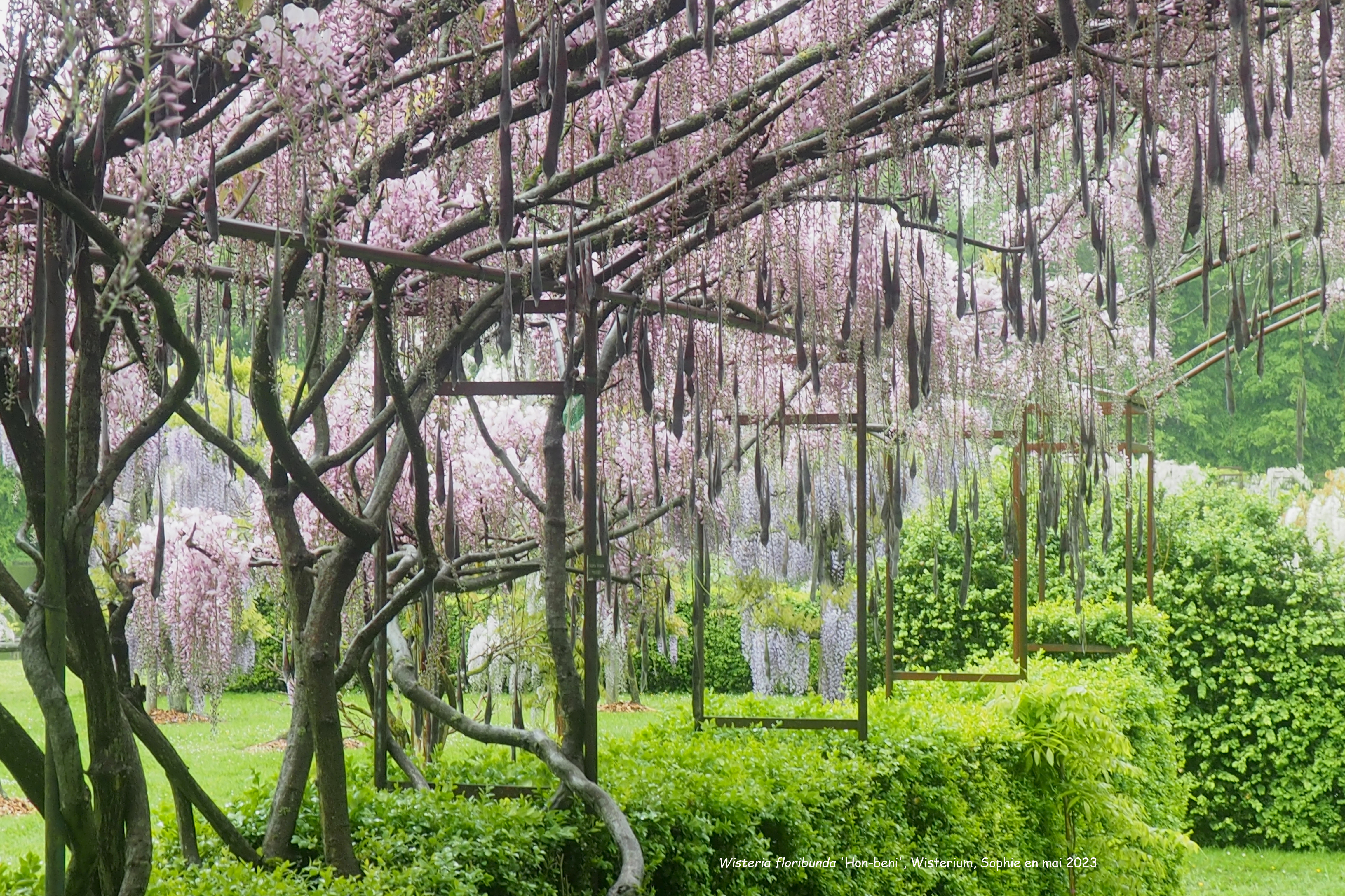 Wisteria floribunda 'Hon-beni'