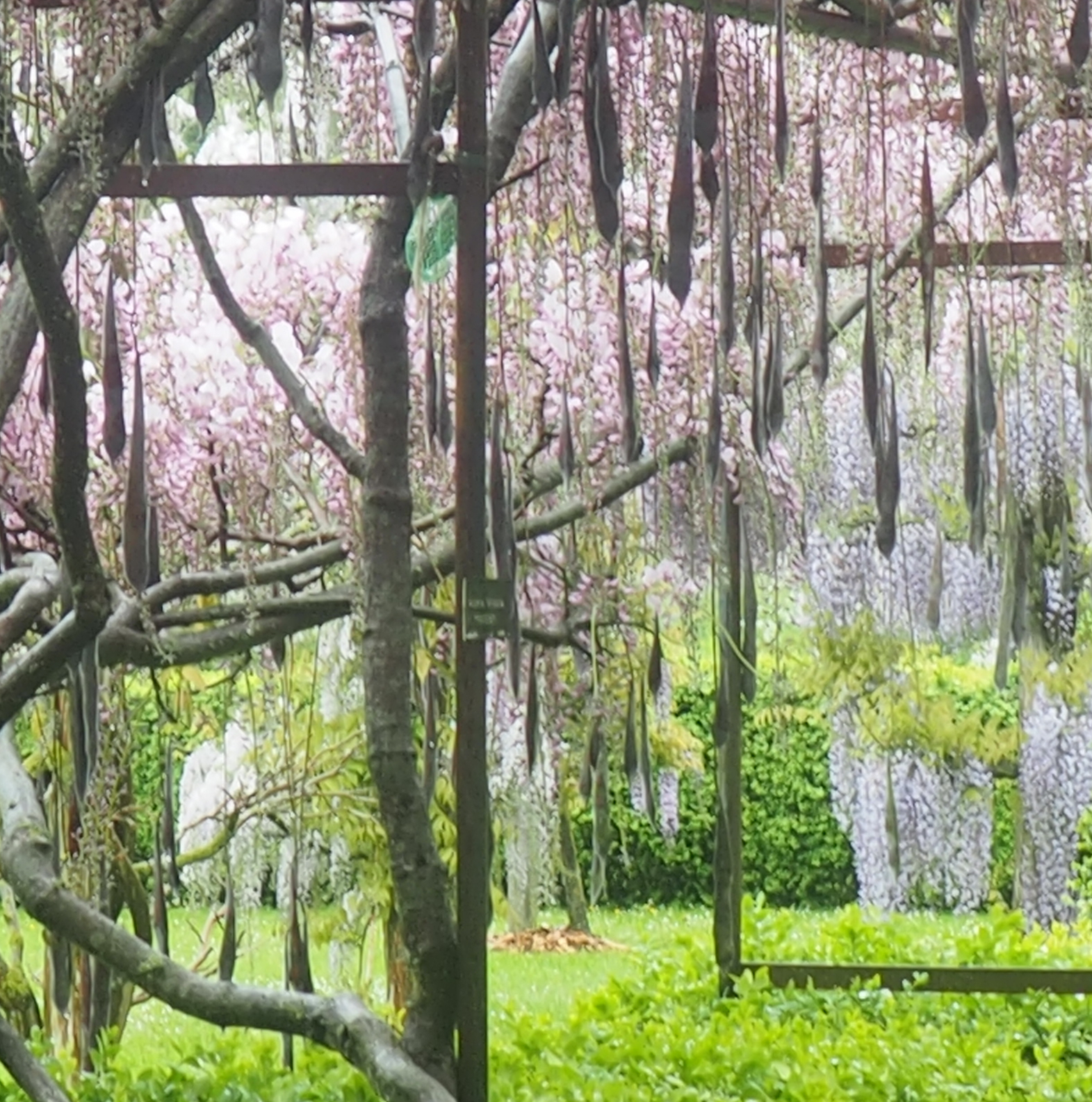 Wisteria floribunda f. rosea 'Hon-beni'