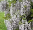 Wisteria floribunda 'Kimono'
