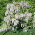 Wisteria floribunda f. rosea 'Kushi-beni'